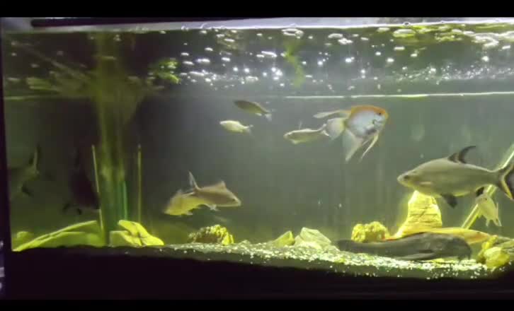 Cichlids fish for sale: Orange Xingu Pike Cichlid  in Birmingham - Video 1