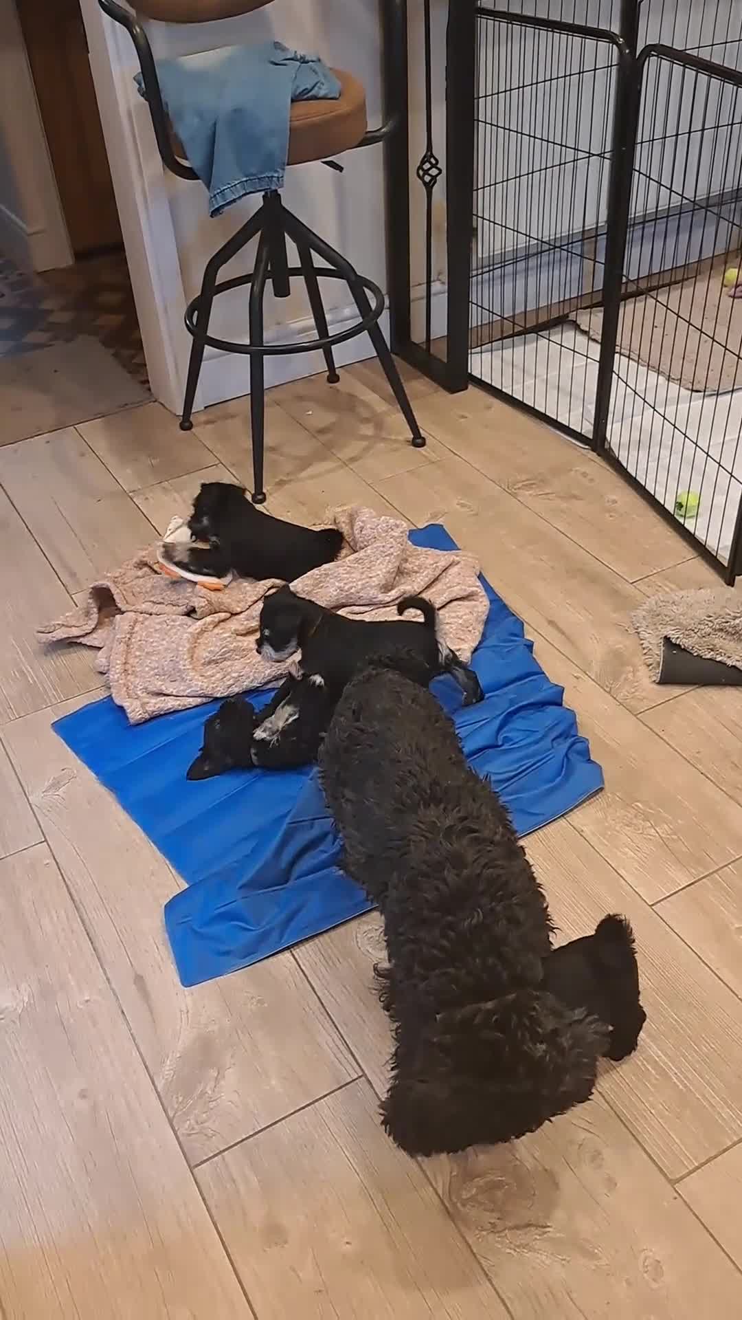 Miniature Schnauzer dogs for sale: BVA and MAC clear Beautiful Miniature schnauzers - Video 1
