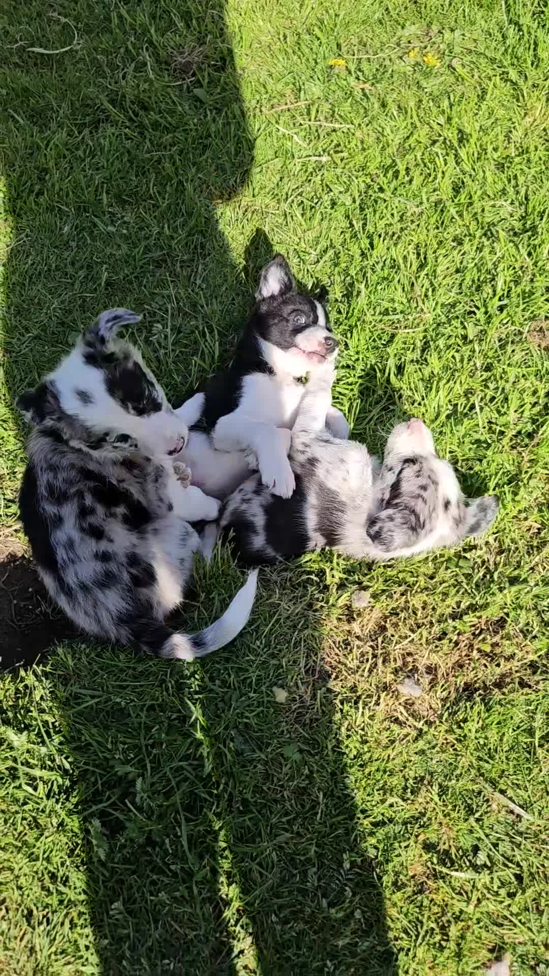 Border Collie dogs for sale: Beautiful Blue Merle Border Collie pups - Video 1