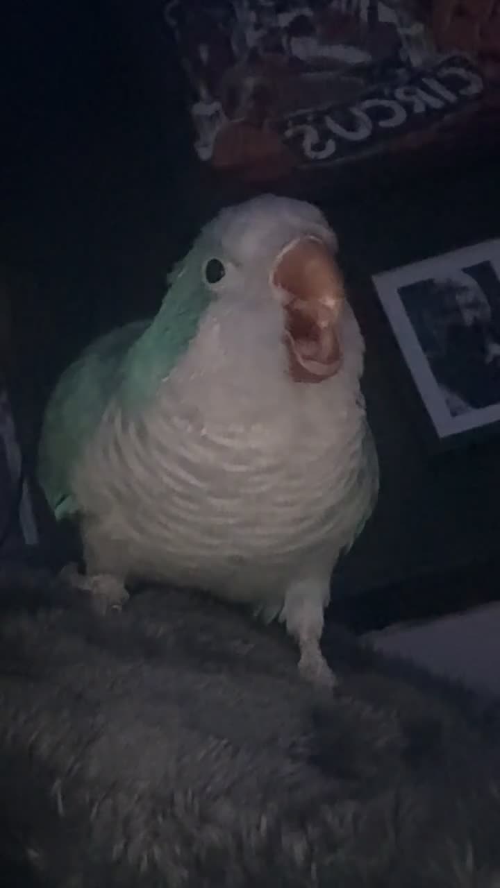Parrots birds for sale: Quaker Parrot  in Tranent - Video 1