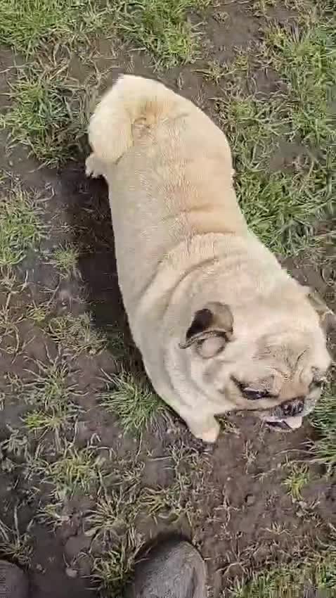 Pug dogs for adoption: 💖🐶 PEPPA 🐶💖 - Video 1
