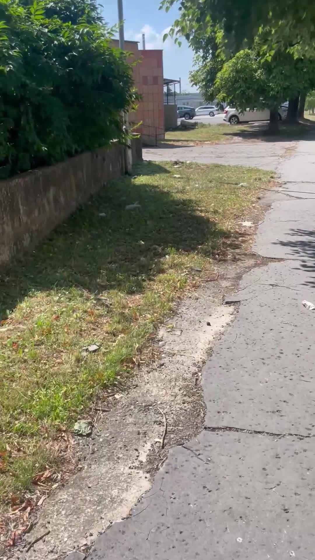 Chihuahua dogs for sale: Chihuahua  - Video 1