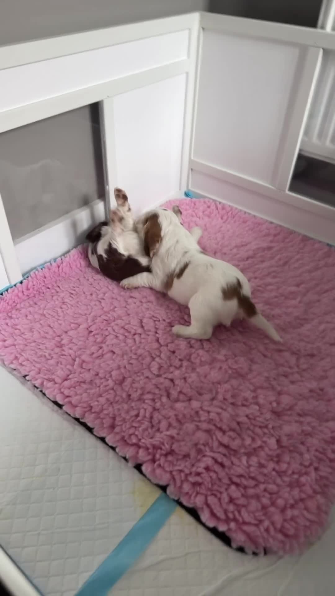 Cocker Spaniel dogs for sale: Chocolate Roan & Tan Cocker Spaniel Girl - Video 2