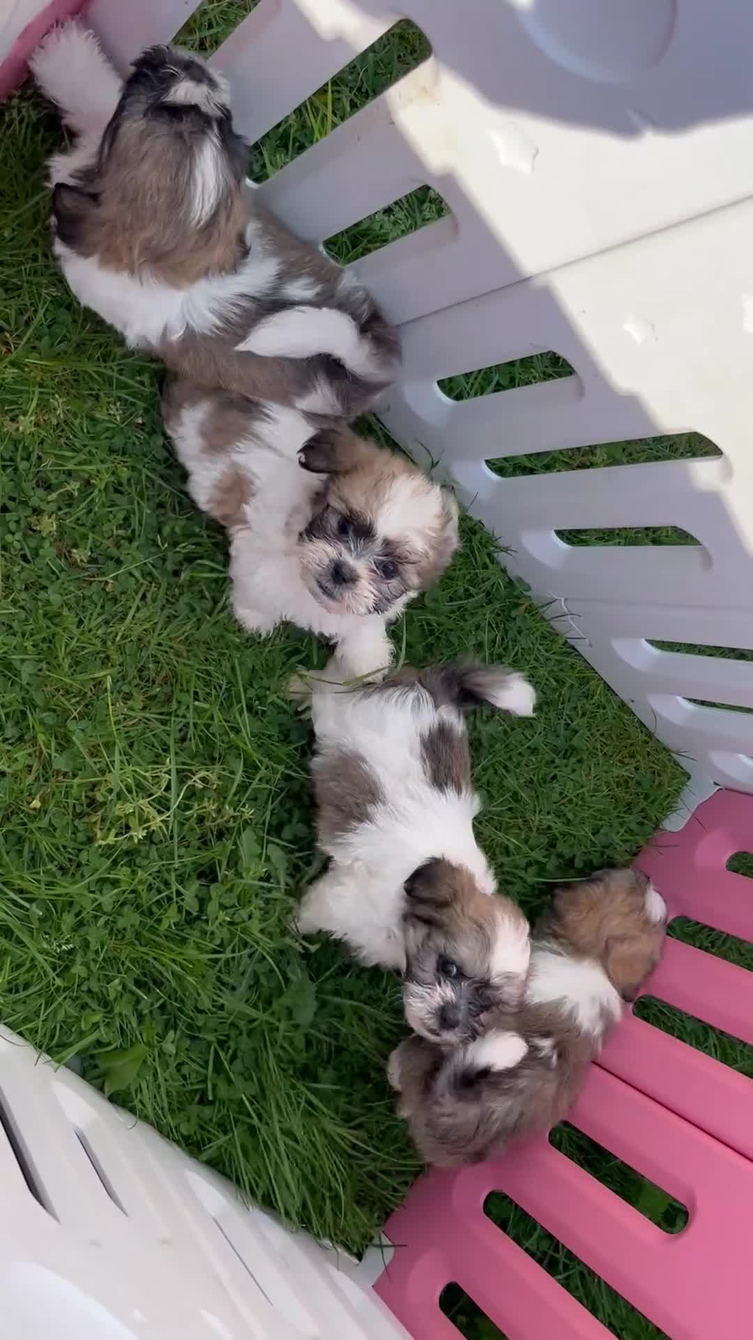 Zuchon dogs for sale: Bichon frise cross Shih Tzu  - Video 1
