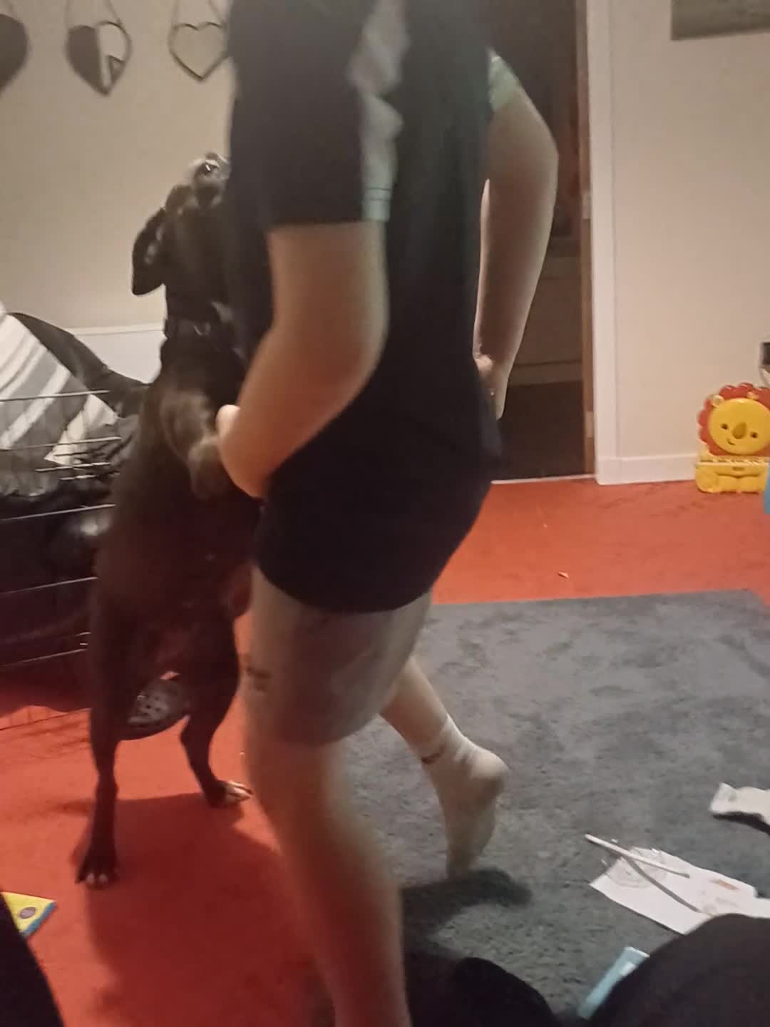 Staffordshire Bull Terrier dogs for sale: Staffordshire terrier  - Video 1