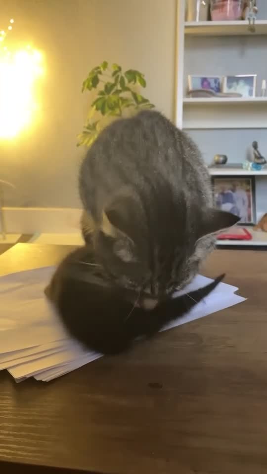 Mixed Breed cats for sale: Black female kitten - Video 1