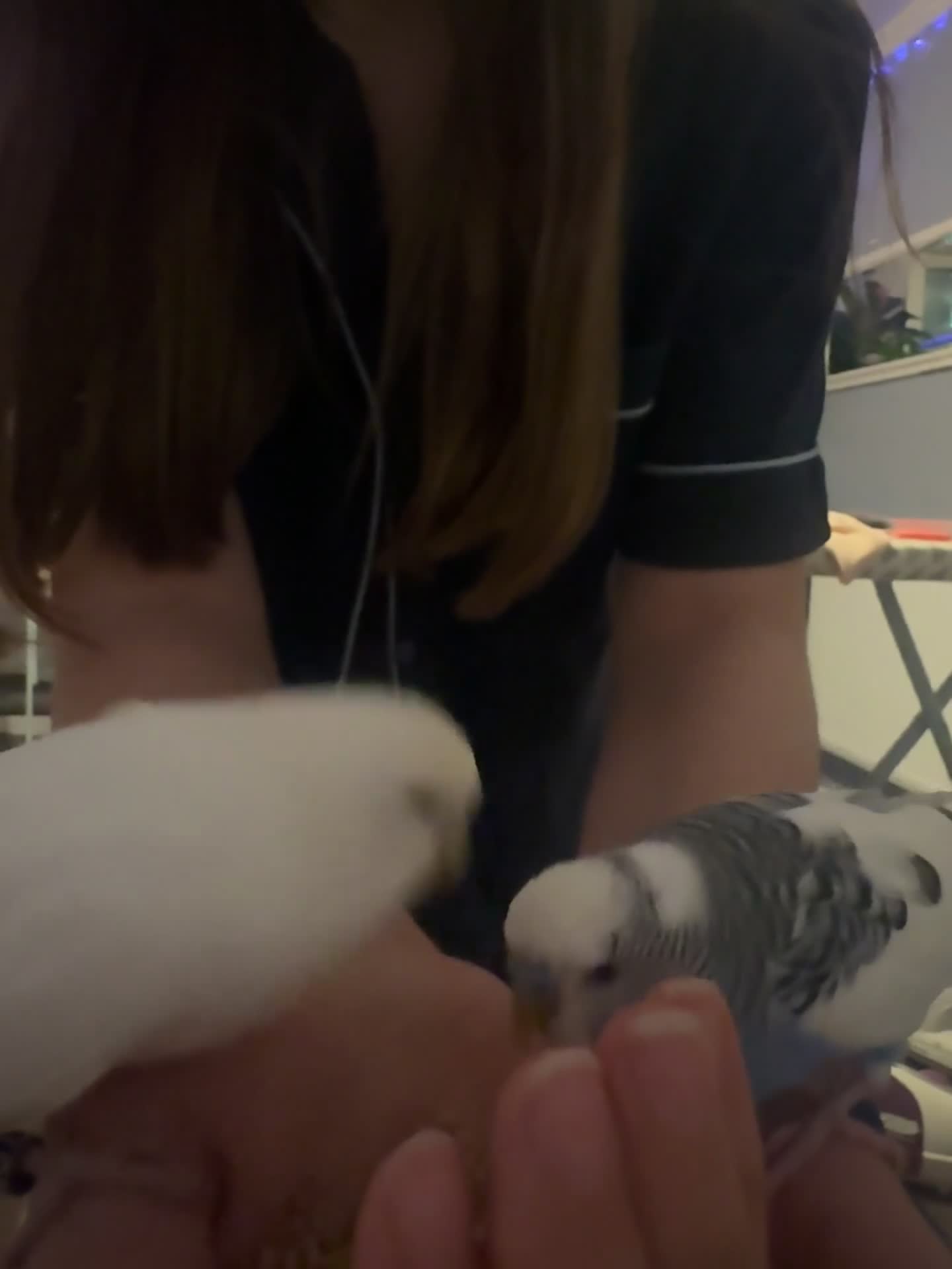 Budgerigars birds for sale: Tamed, young budgie pair for sale - Video 4