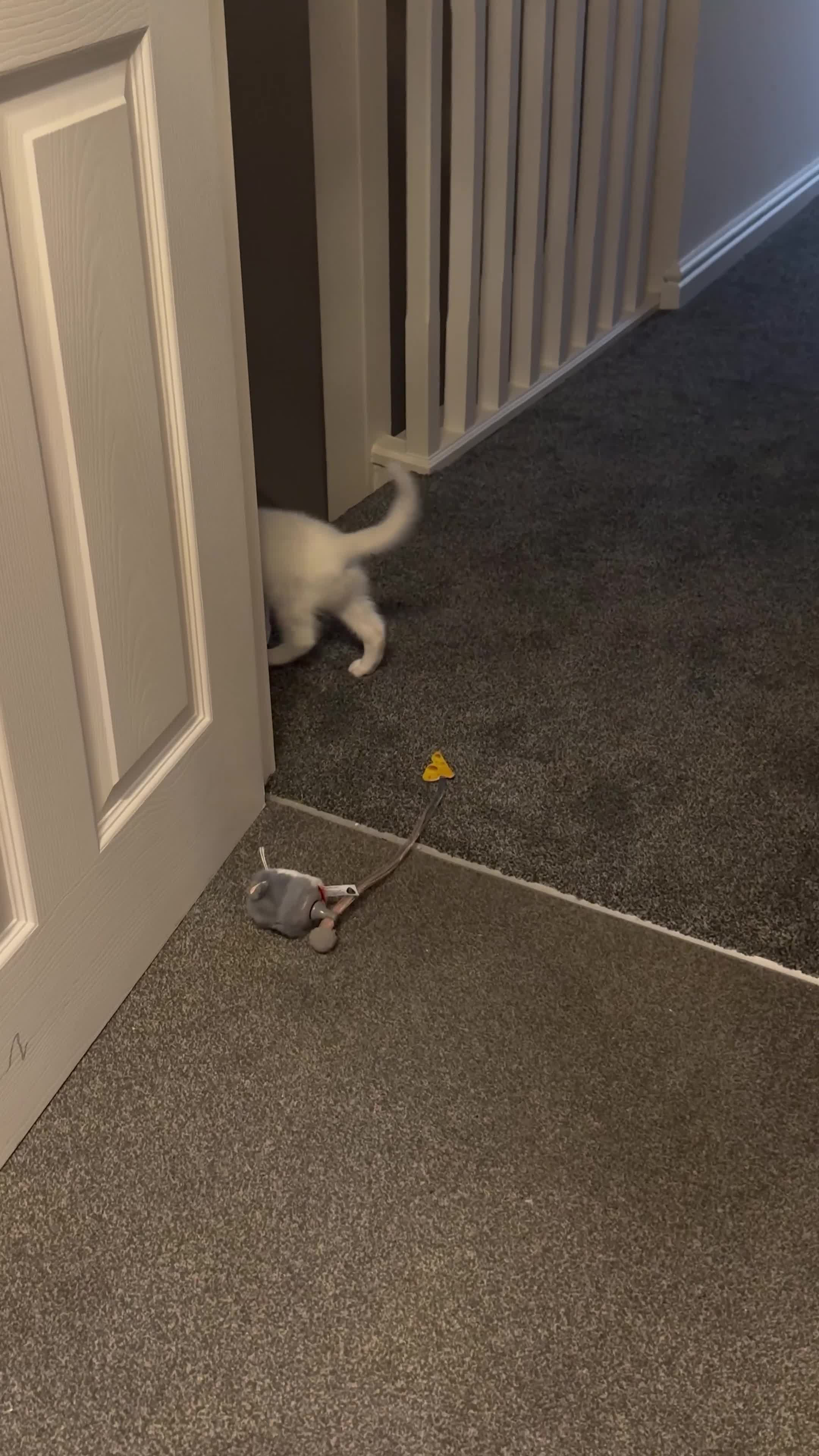 Ragdoll cats for sale: Ragdoll Kitten For Sale in Reading - Video 1