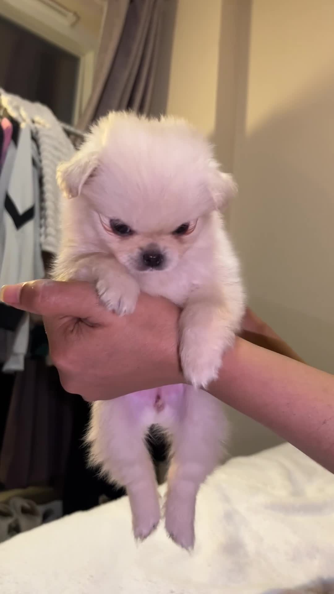 Mixed Breed dogs for sale: Adorable puppies for sale  - Video 2