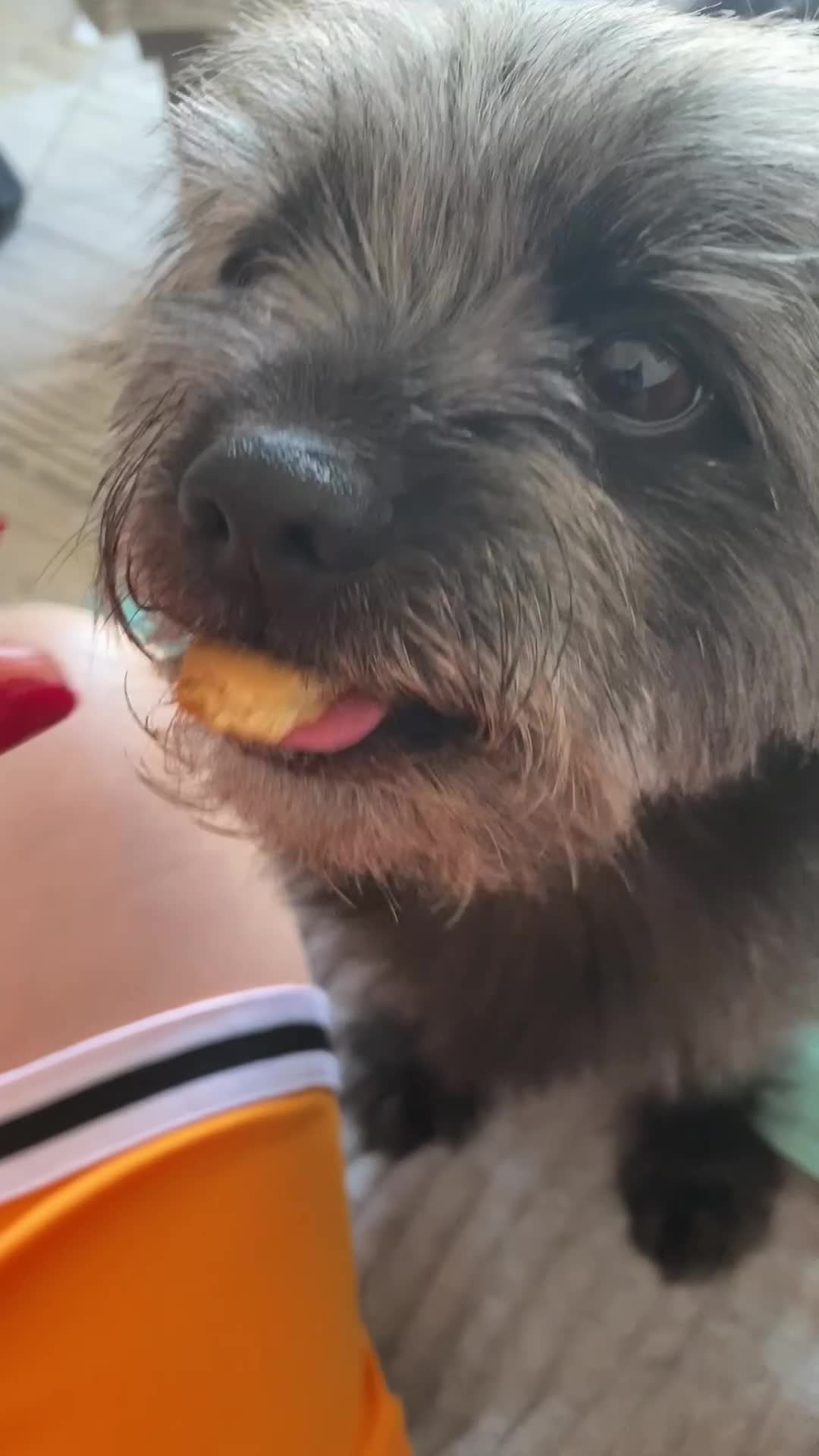 Chorkie dogs for stud: Stud dog (no profit for me) - Video 1