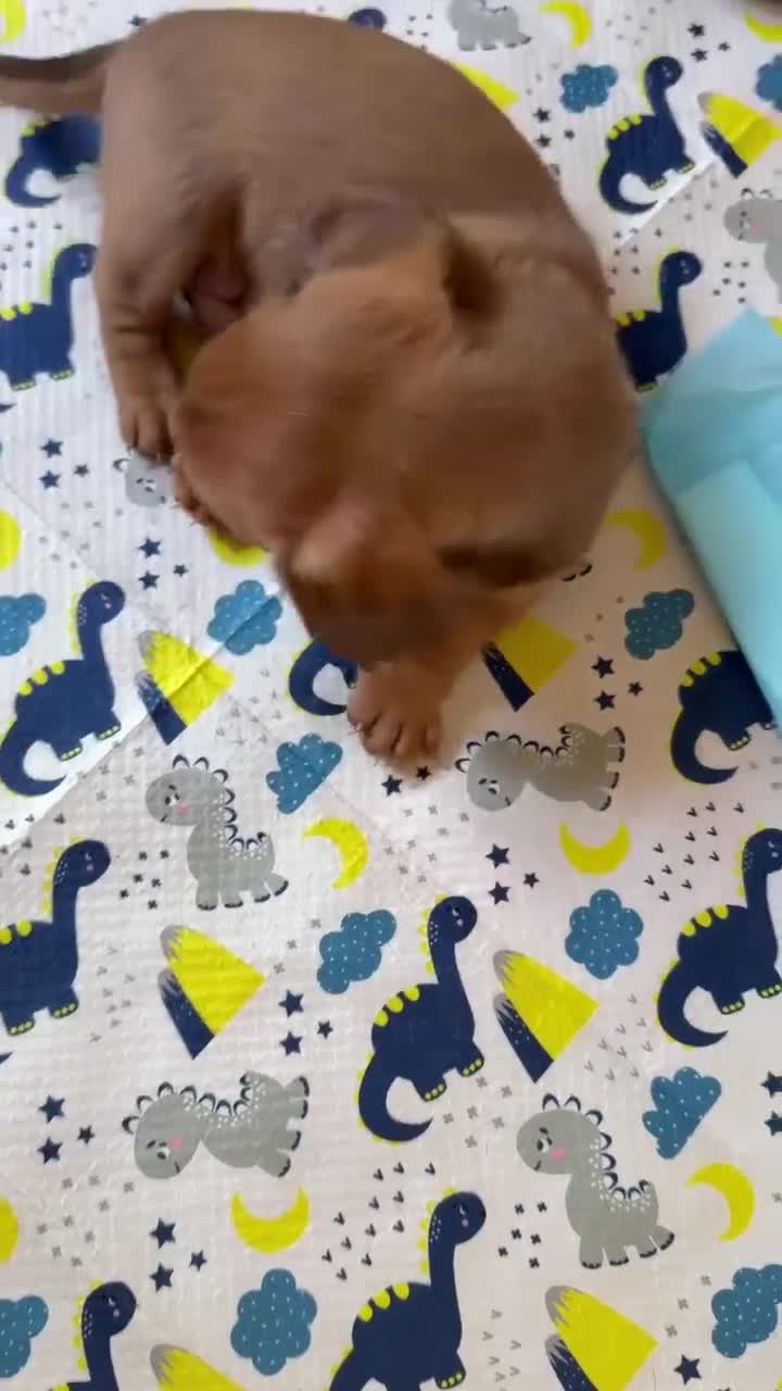 Miniature Dachshund dogs for sale: 4 beautiful miniature daushunds for sale - Video 1