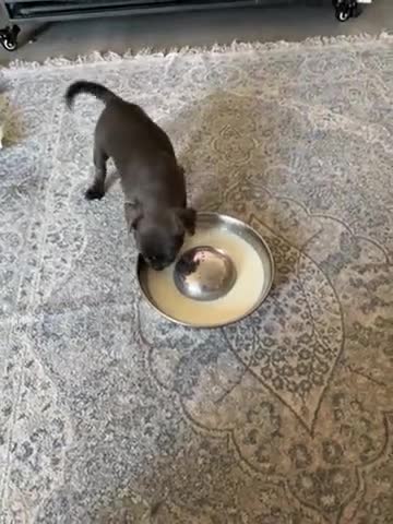 Staffordshire Bull Terrier dogs for sale: Two beautiful stuffy Puppy girls for sale ready  in Cambridge - Video 2