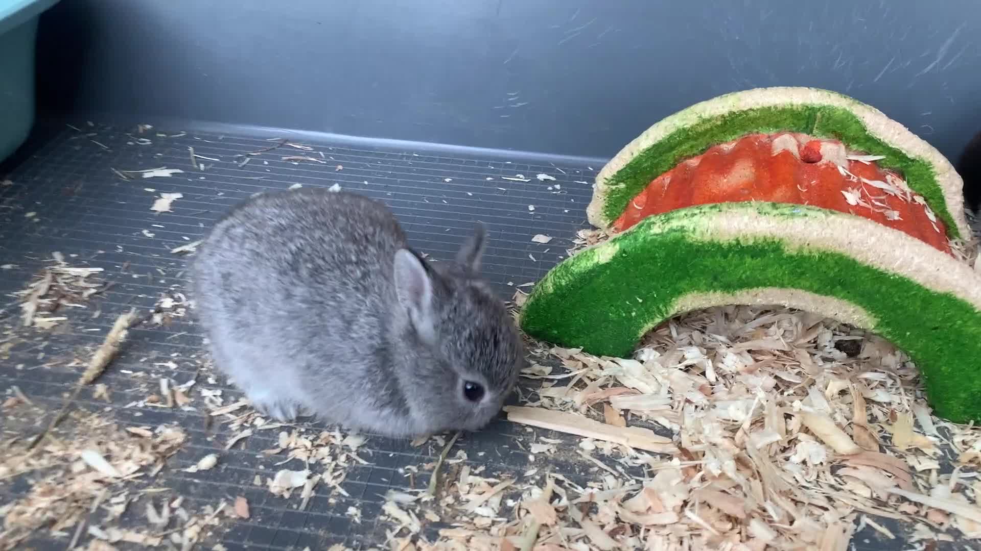 Netherland Dwarf rabbits for sale: Gorgeous Netherland Dwarf Rabbits - Ready in Sept - Video 3