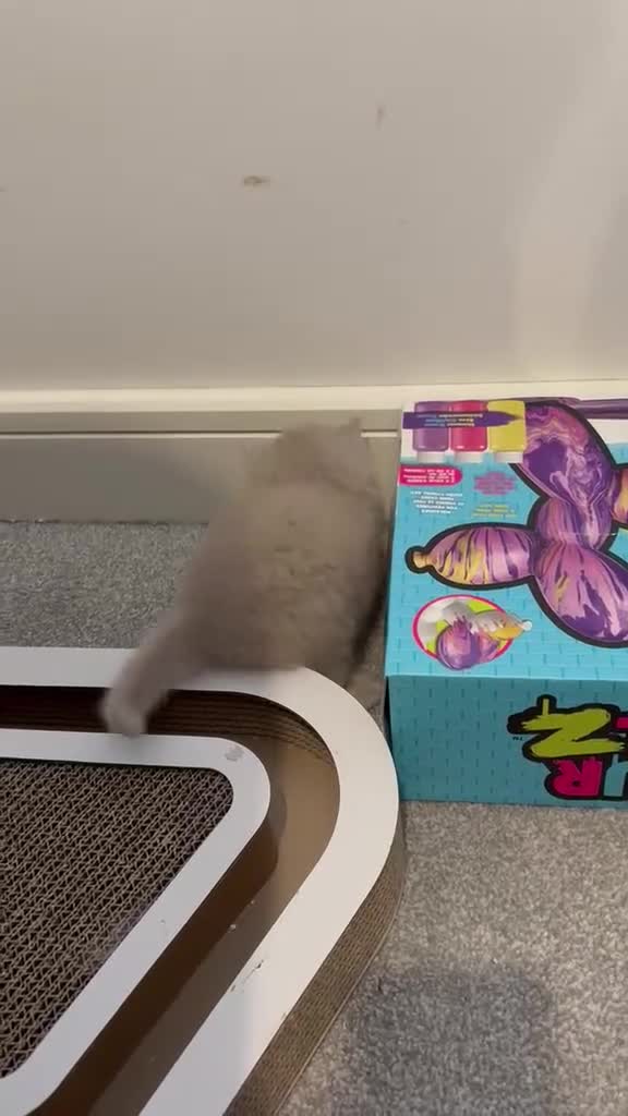 British Shorthair cats for sale: Lilac British shorthair kittens for sale - Video 3