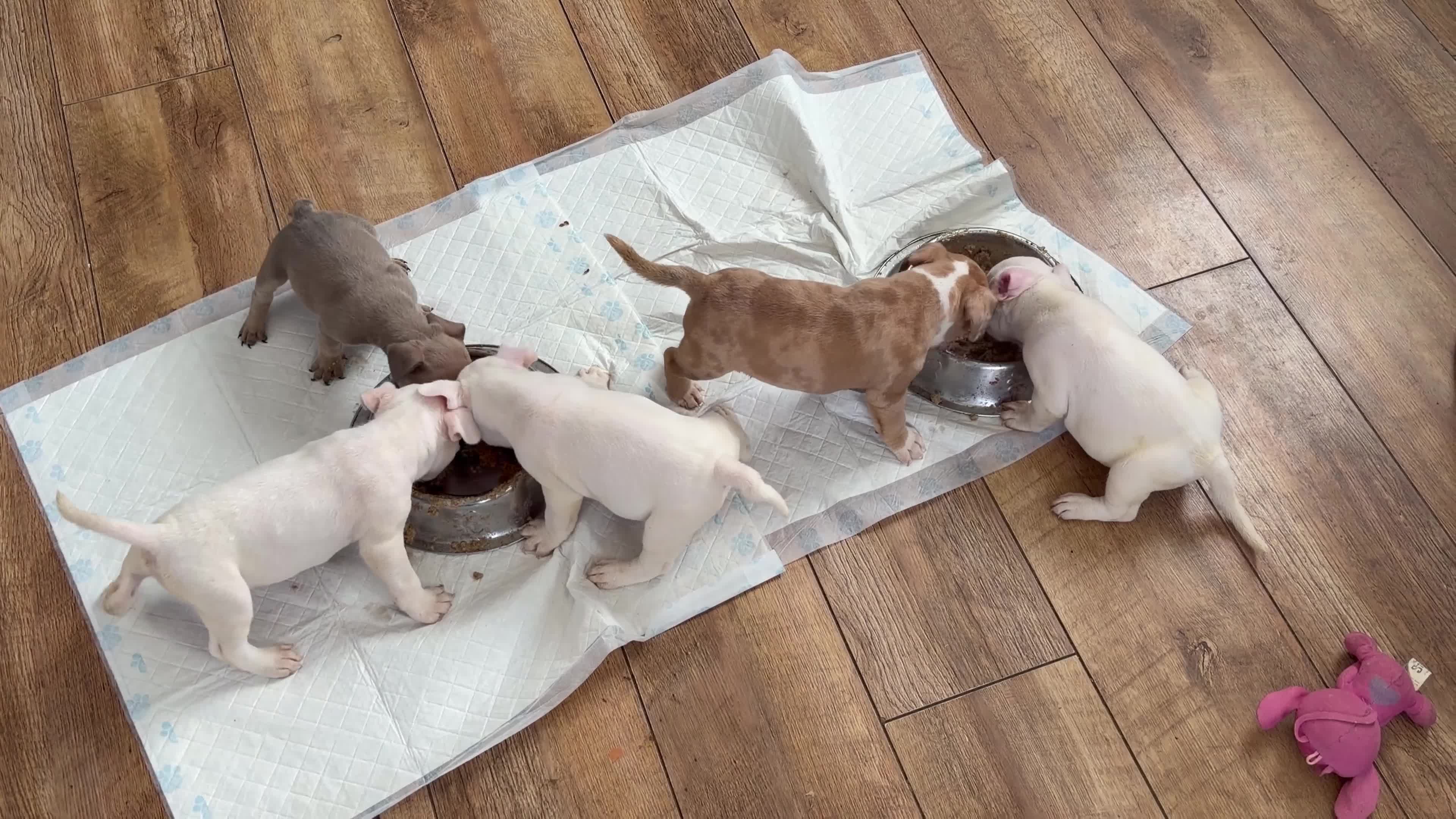 Mixed Breed dogs for sale: French bulldog x American bulldog  - Video 1