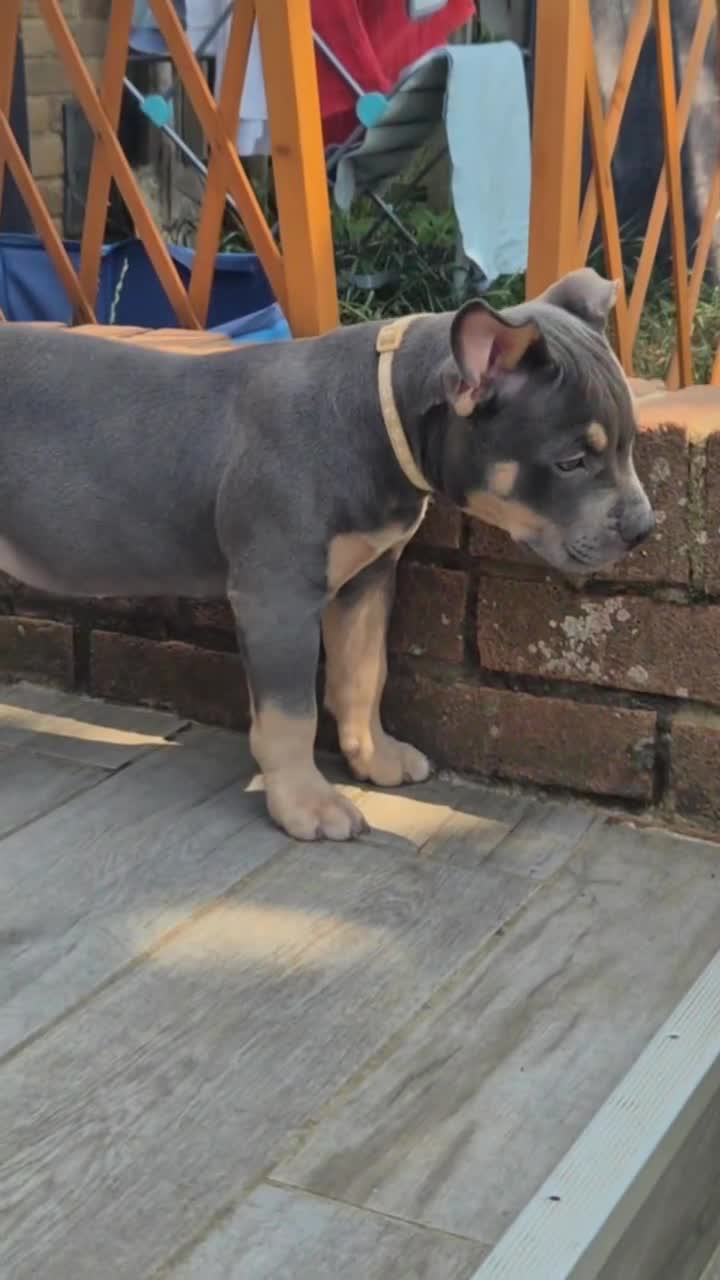 American Bully dogs for sale: American Bully Puppies - Video 2