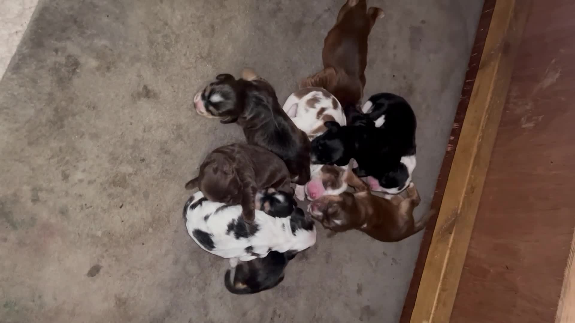 Cocker Spaniel dogs for sale: Gorgeous show type cocker spaniels - Video 1