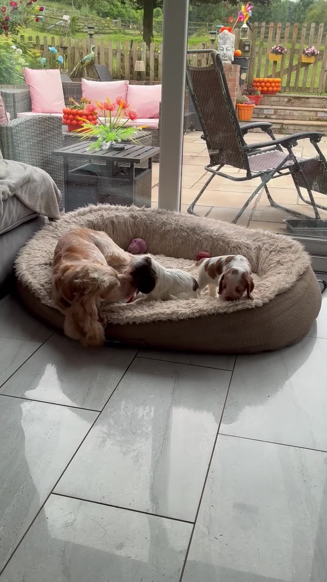 Cocker Spaniel dogs for sale: KC reg twin show spaniels  - Video 1