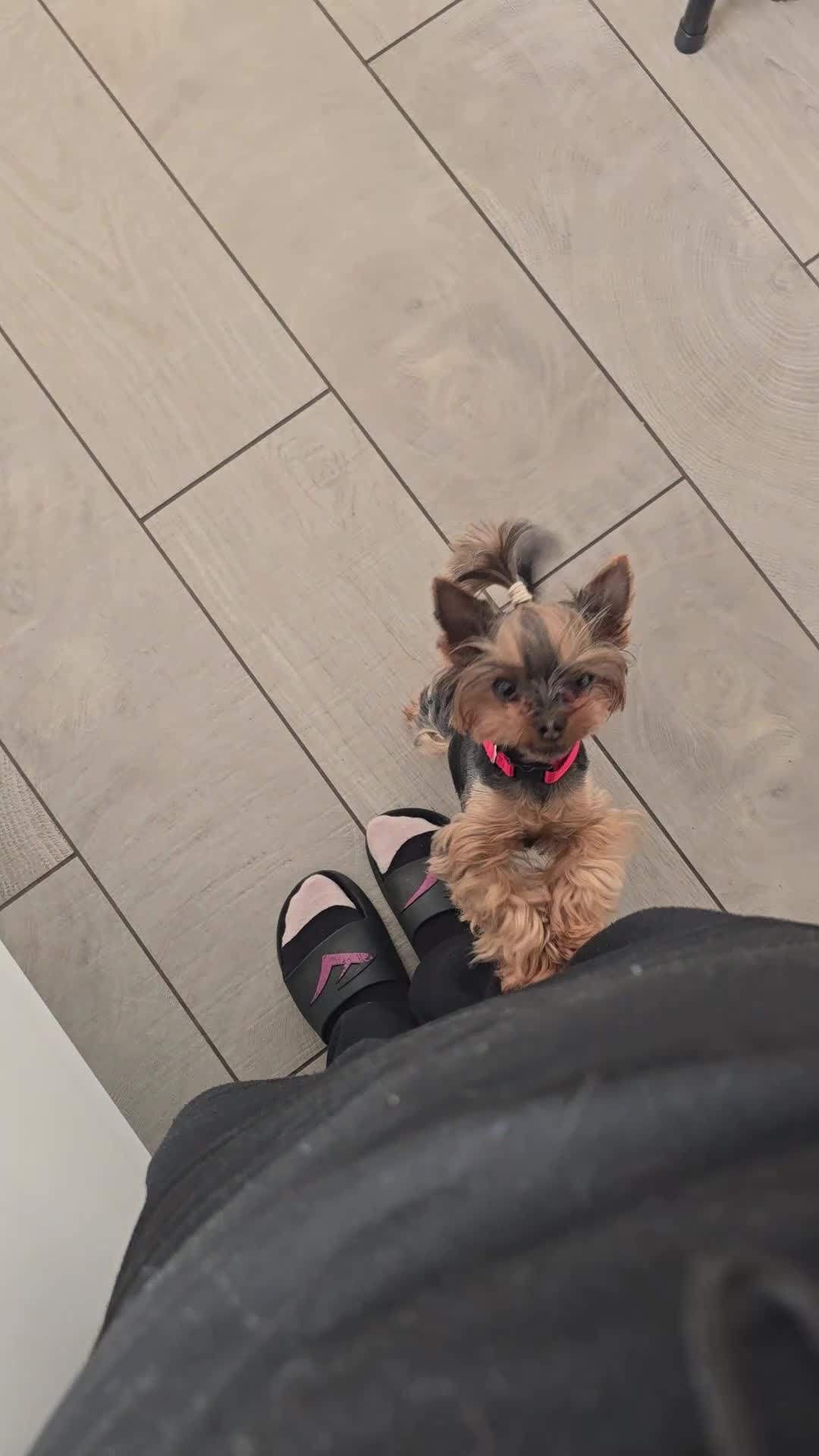 Yorkshire Terrier dogs for sale: Tiny princess Coco - Video 1