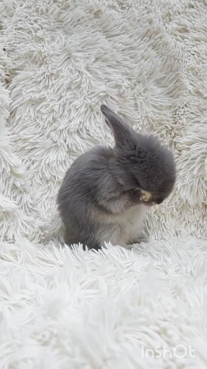 Mini Lop rabbits for sale: 🧡 Beautiful Baby Mini Lop Doe 🧡 Reserve Now 🧡 - Video 1