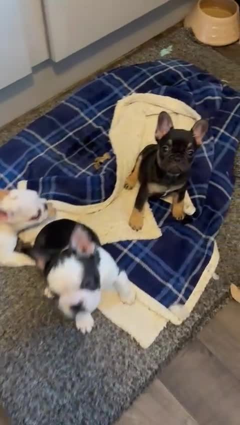 French Bulldog dogs for sale: French bulldogs puppies  - Video 1