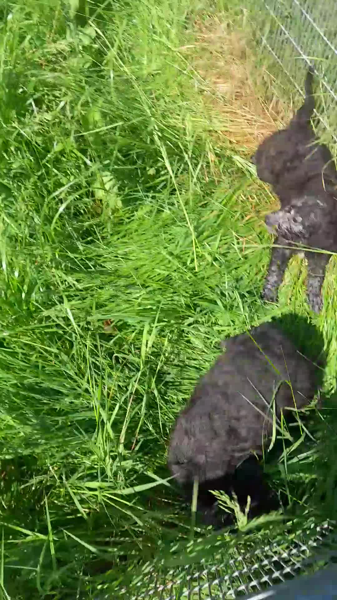 Bedlington Terrier dogs for sale: Bedlington whippet puppies  - Video 1