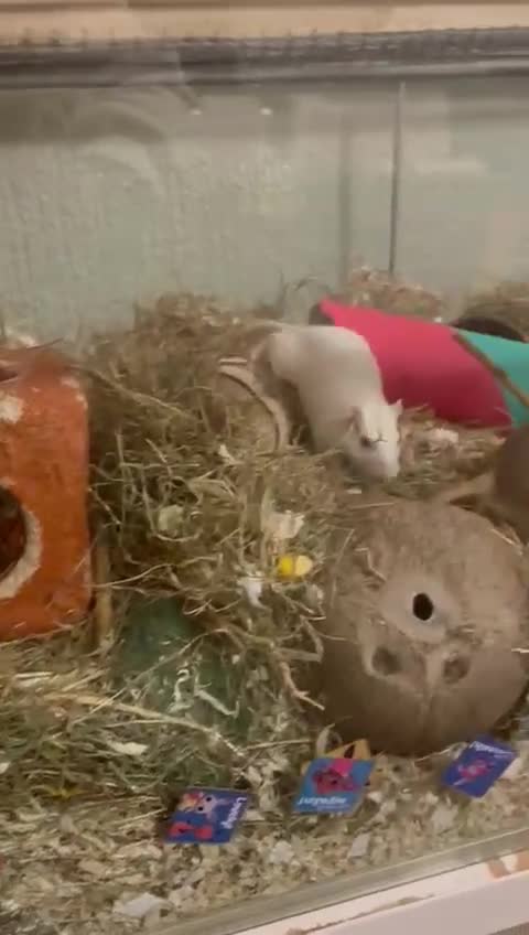 Gerbil rodents for sale: 2x boy gerbils inc all accessories  - Video 1