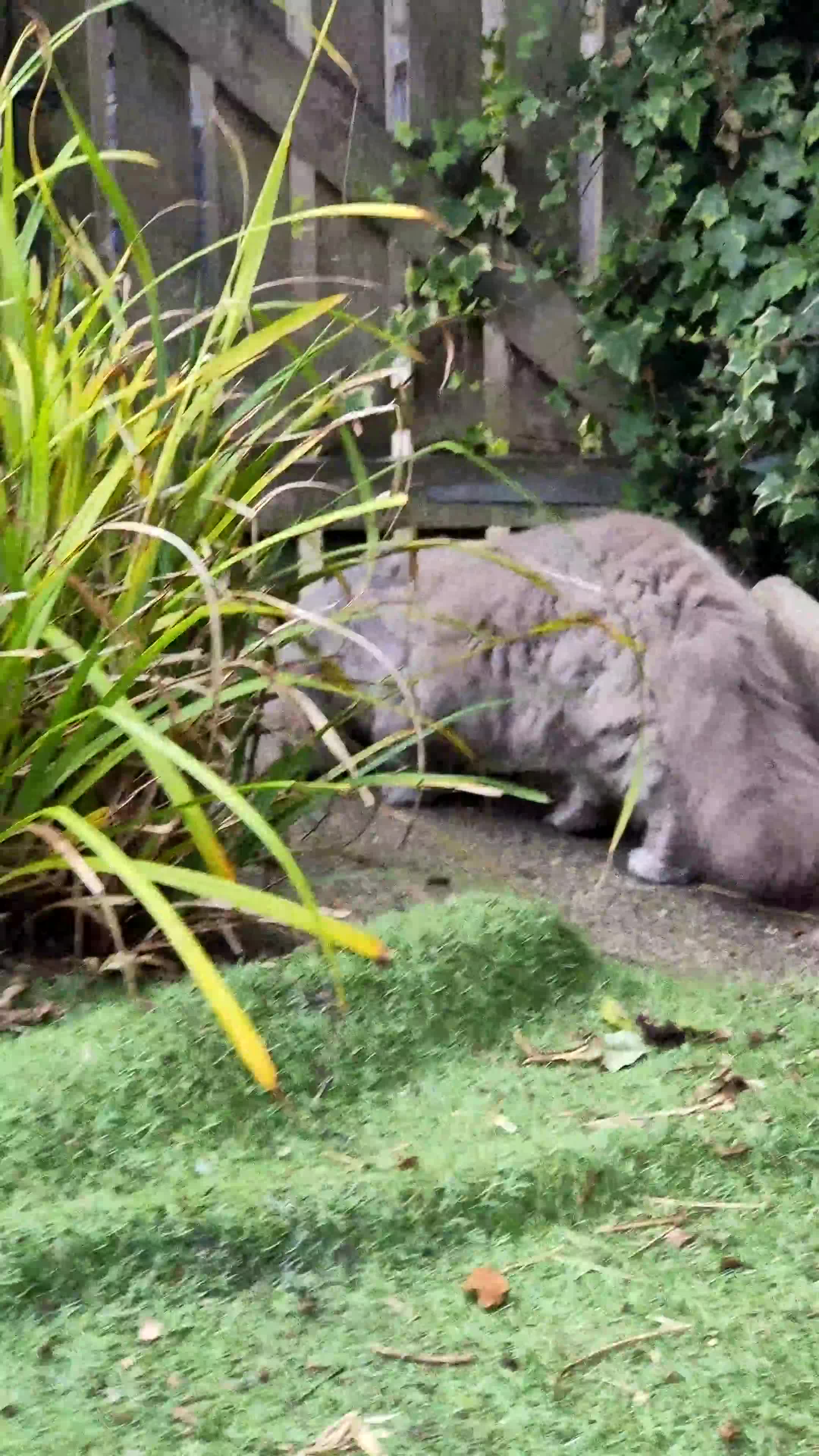 British Longhair cats for stud:  Exclusive British Blue Stud –  Friendly - Video 1