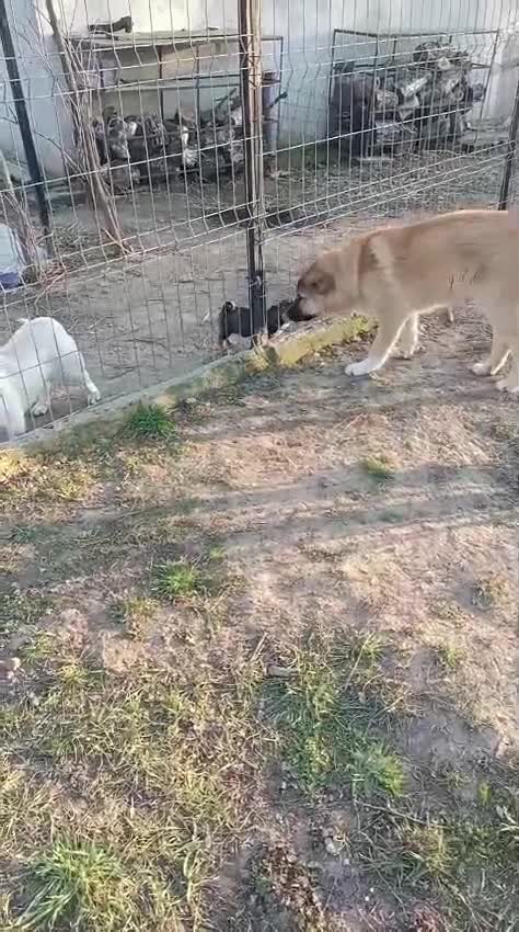 Mixed Breed dogs for adoption: 🐾Meet CHARLIE🐾 - a Lovely Boy for a Loving Home - Video 1