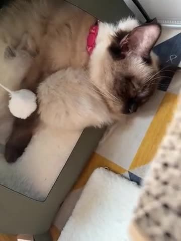 Ragdoll cats for sale: Beautiful Ragdoll 5 kittens  in Cwmbran - Video 1