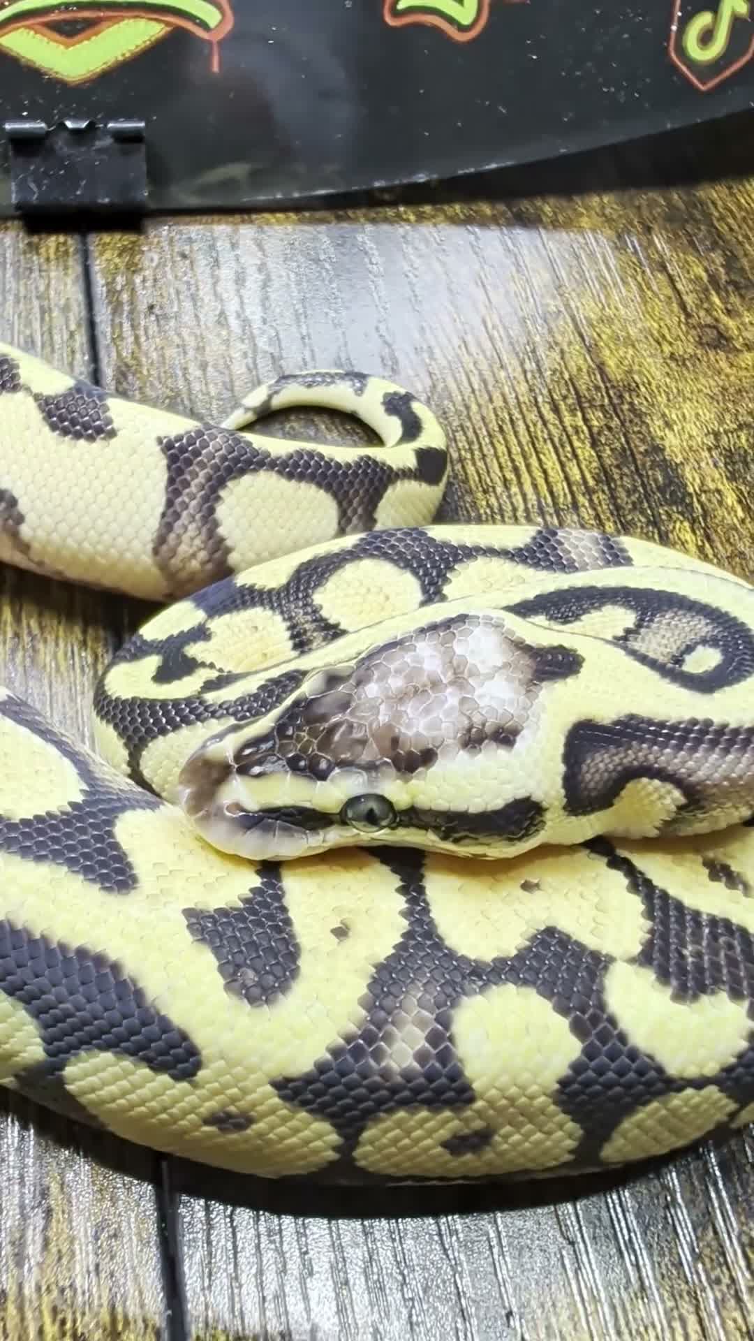 Python Snake reptiles for sale: Super pastel enchi het clown ball python  - Video 1