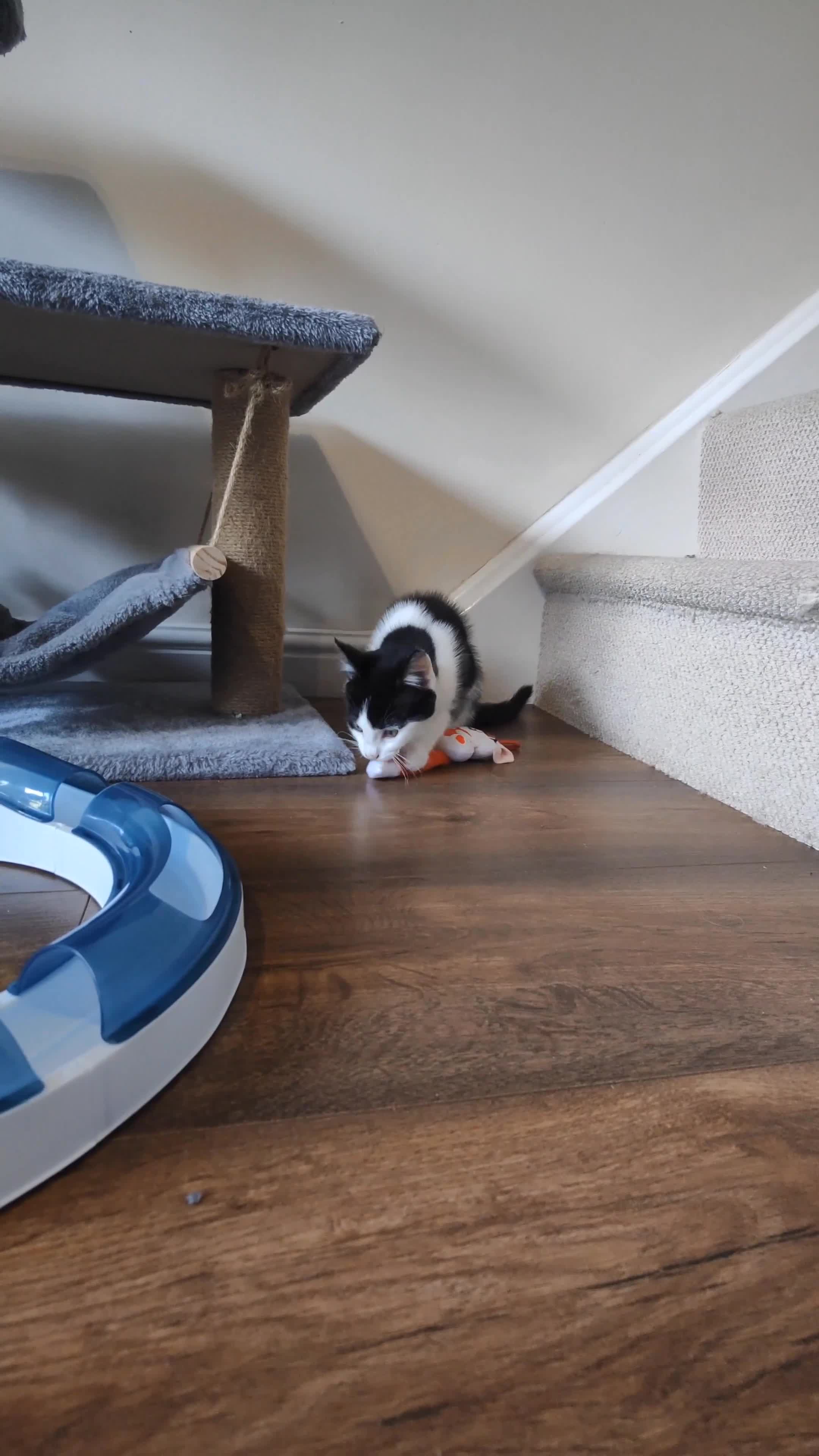 Mixed Breed cats for sale: Last Maine coon cross boy ready for forever home  - Video 1