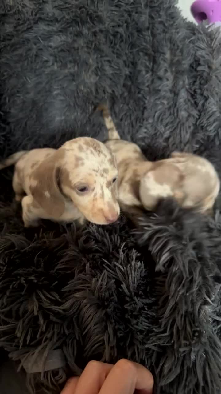 Miniature Dachshund dogs for sale: Izzabella mini dashaunds  - Video 1