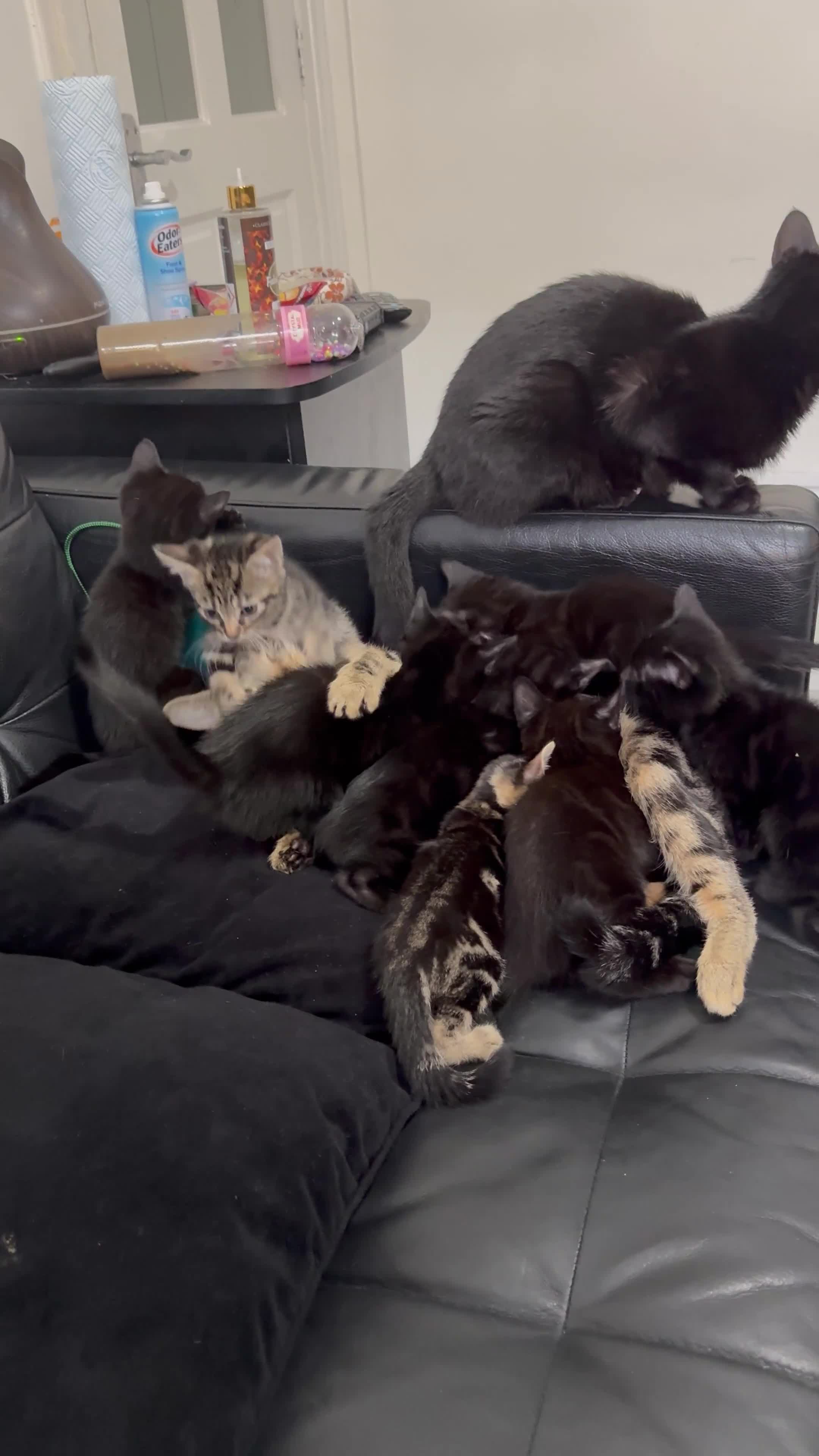 Mixed Breed cats for sale: Mixed-breed kittens looking for loving homes - Video 1