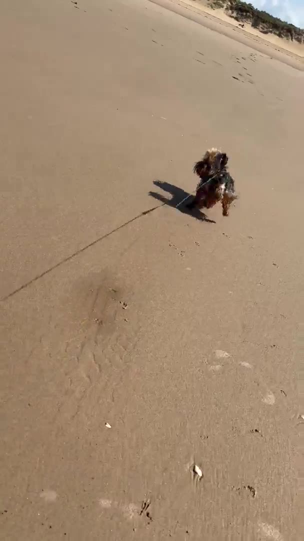 Yorkshire Terrier dogs for stud:  **  Yorkie for stud  in Leicester - Video 4