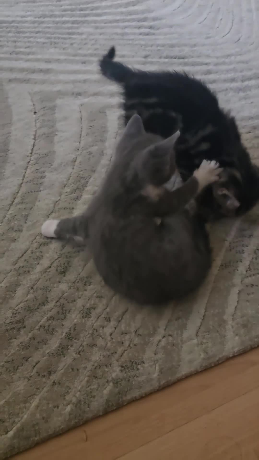 Brazilian Shorthair cats for sale: Lovely kittens  - Video 1
