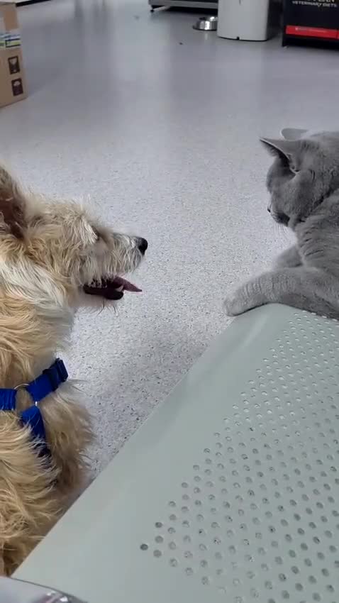 Mixed Breed dogs for adoption: A Gentle & Beautiful Girl - for a Loving Home - Video 2