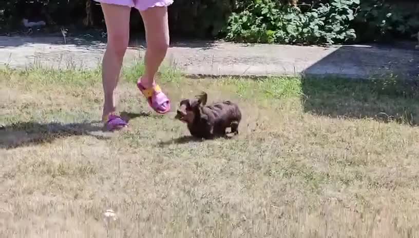 Miniature Dachshund dogs for sale: KC REGISTERED BOY AVAILABLE PET HOME ONLY - Video 1
