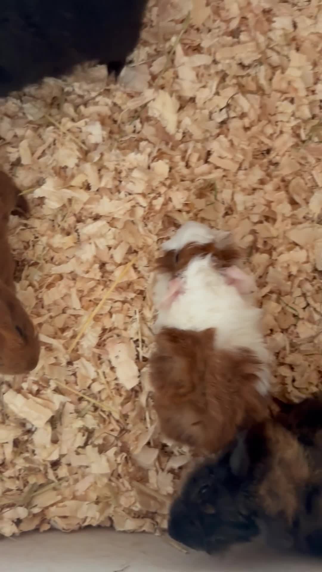 Guinea Pig rodents for sale: Beautiful and friendly guinea pig babies  - Video 1