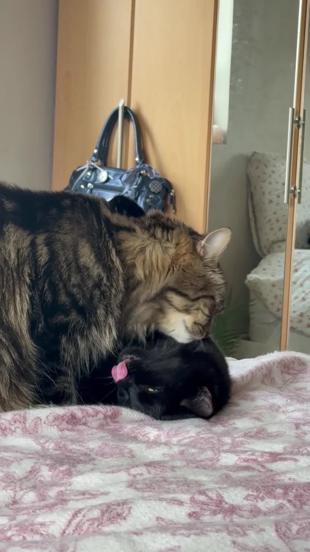 Ragdoll cats for sale: 2 cats (bonded) - Video 1