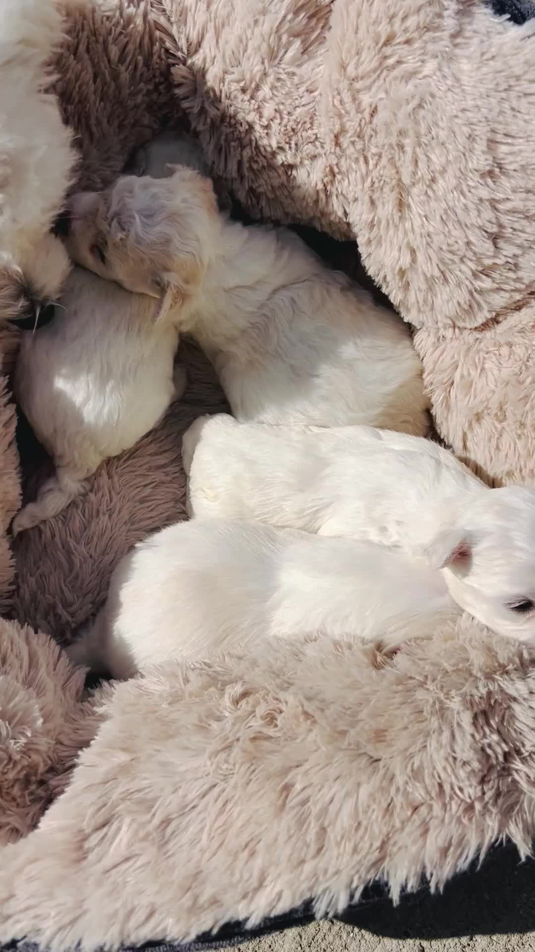 Mixed Breed dogs for sale: Bichon Maltese puppies!!! 3 girls and 1 boy!!! - Video 2