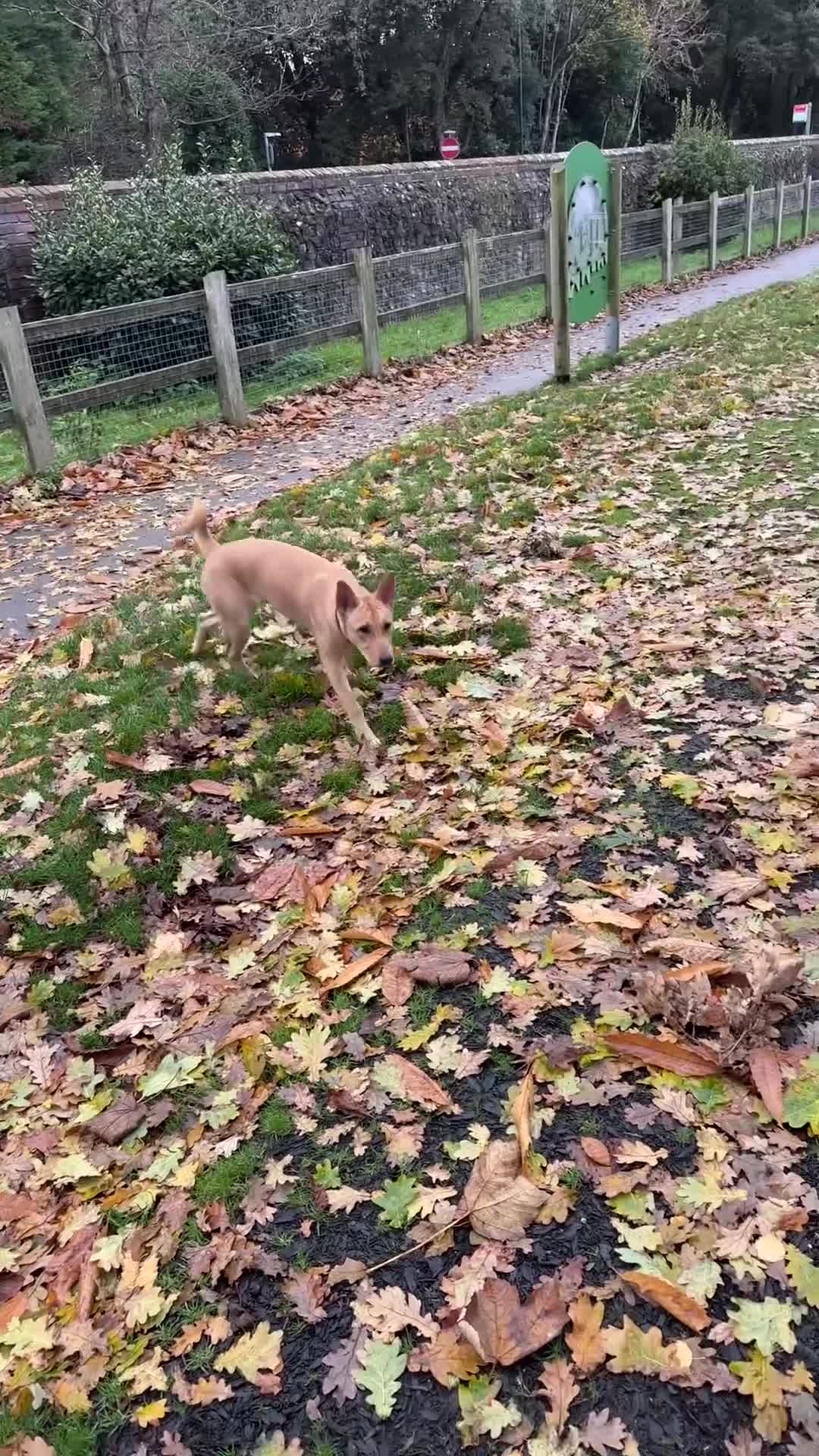 Mixed Breed dogs for sale: This is little Lexi  - Video 1