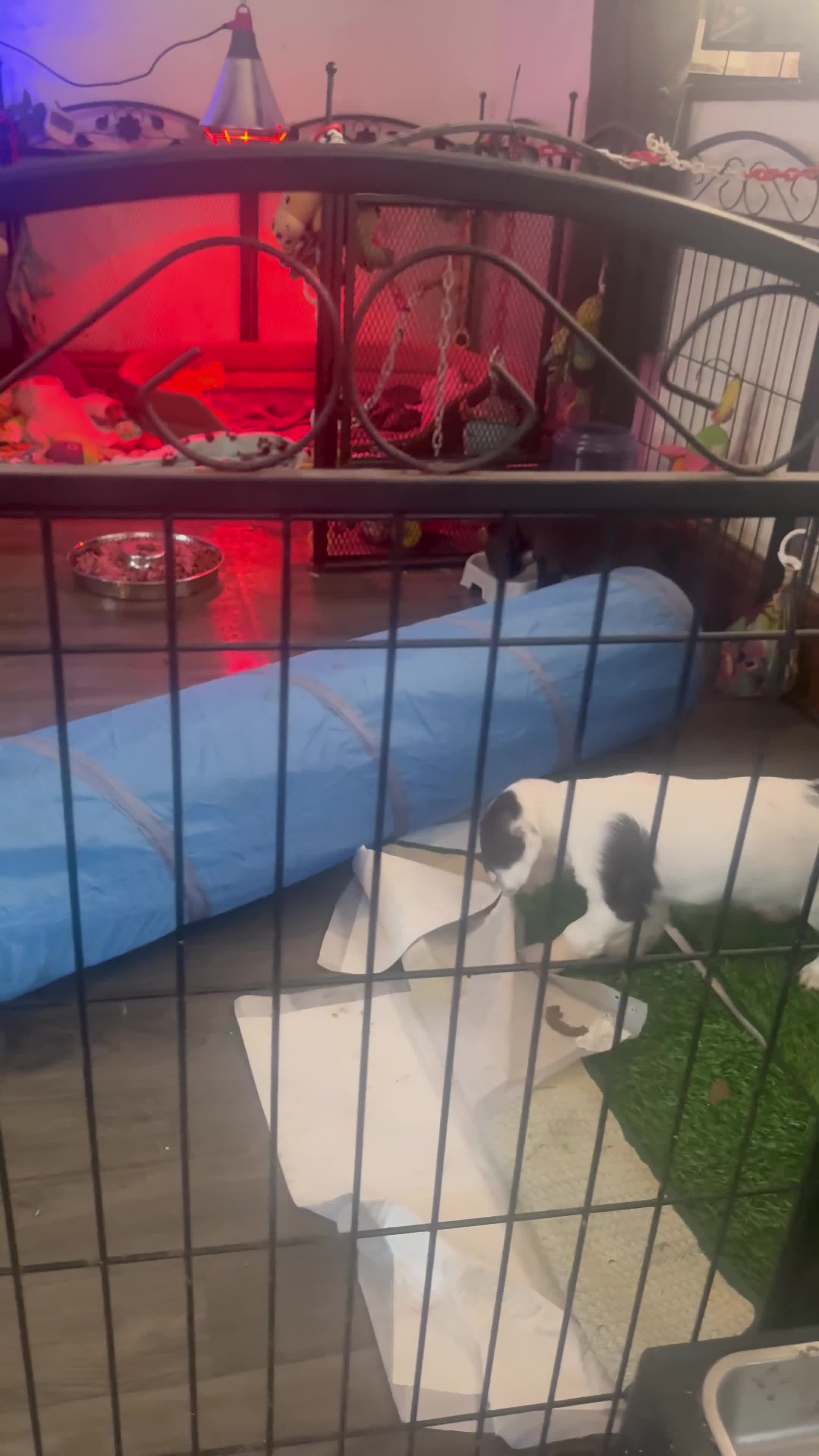 Sprocker dogs for sale: Stunning Sprocker girls  - Video 3