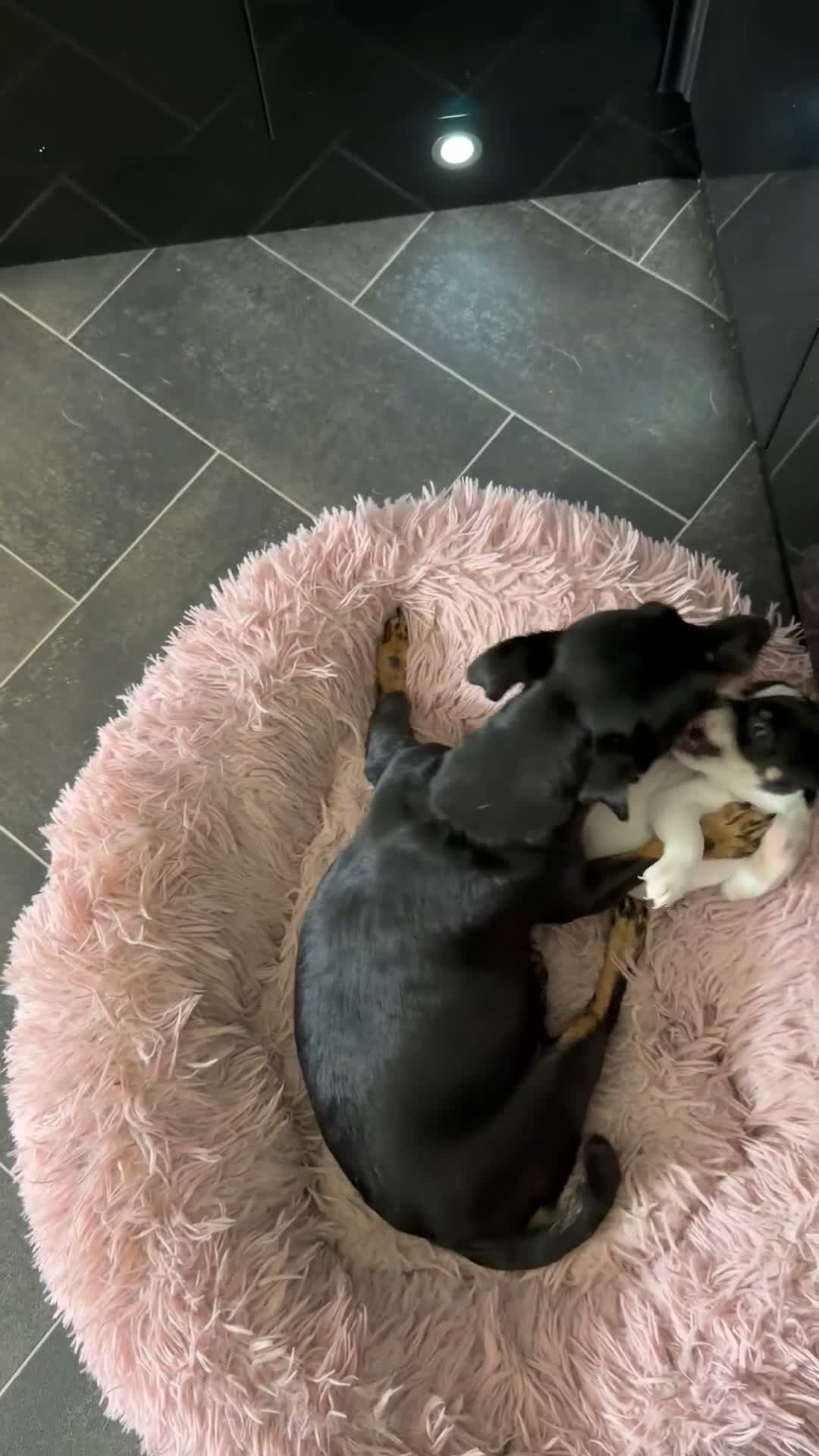 Jack Russell dogs for sale: Jack Russell  - Video 1