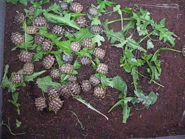 Hermann Tortoise reptiles for sale: Baby Hermann & Spur-thigh Tortoises for sale - Video 2