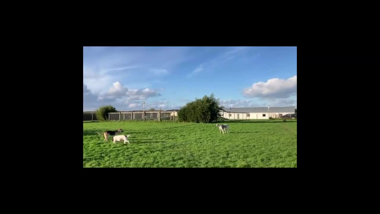 Mixed Breed dogs for adoption: JACK FOR ADOPTION OR FOSTER IN CORNWALL OR DEVON - Video 3