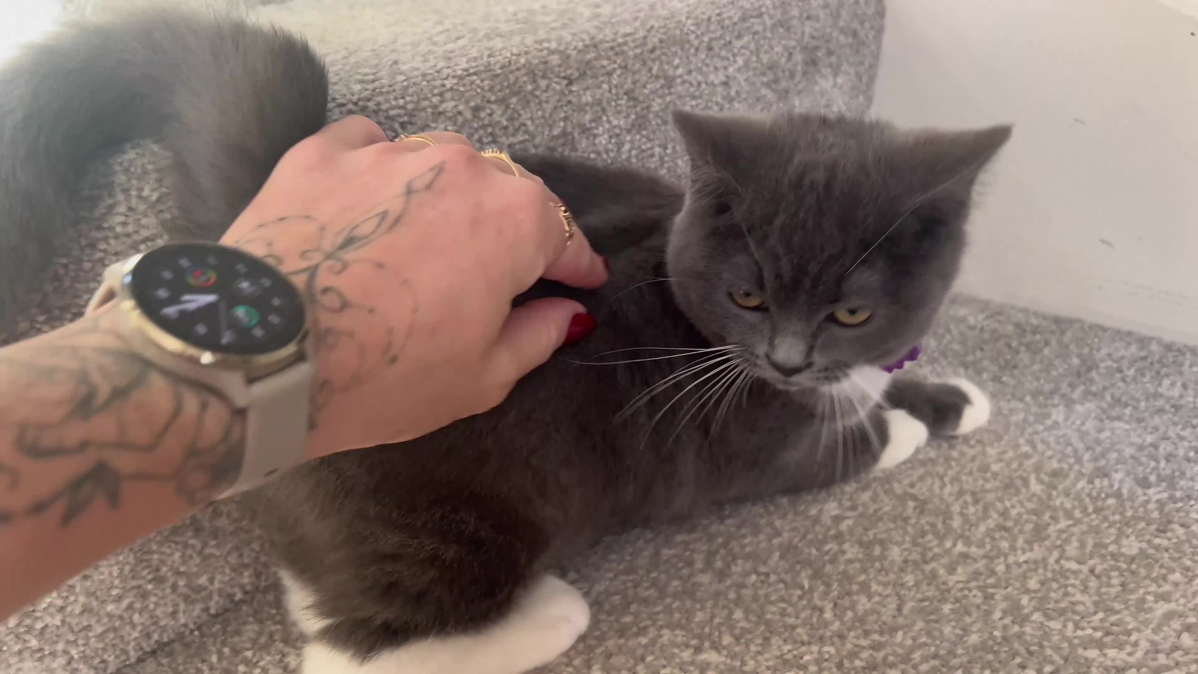 Ragdoll cats for sale: 😍Ragdoll&British Shorthair Mix😍 - Video 3