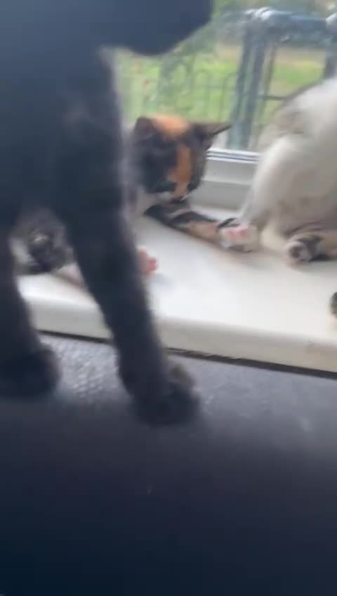 Bengal cats for sale: 6 Cross Bengal Kittens - Video 2