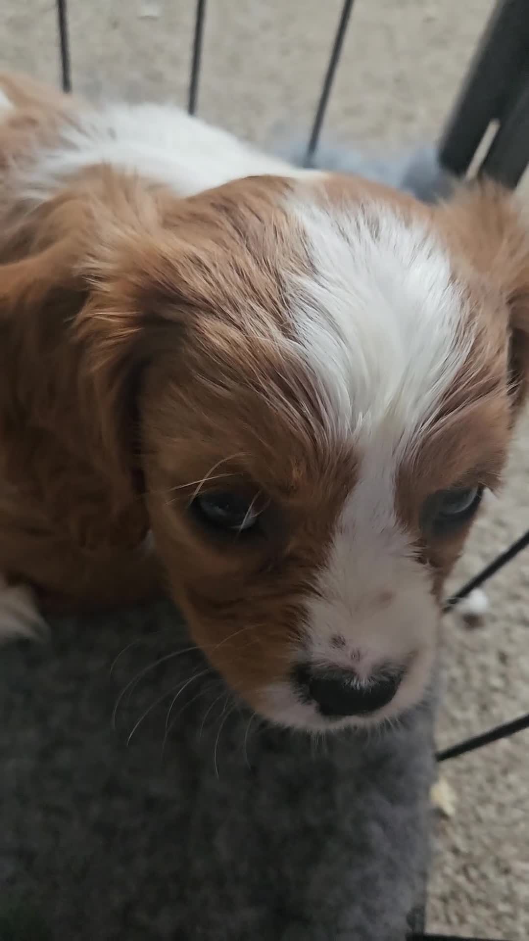 Cavalier King Charles Spaniel dogs for sale: Beautiful Blenheim puppies - Video 3