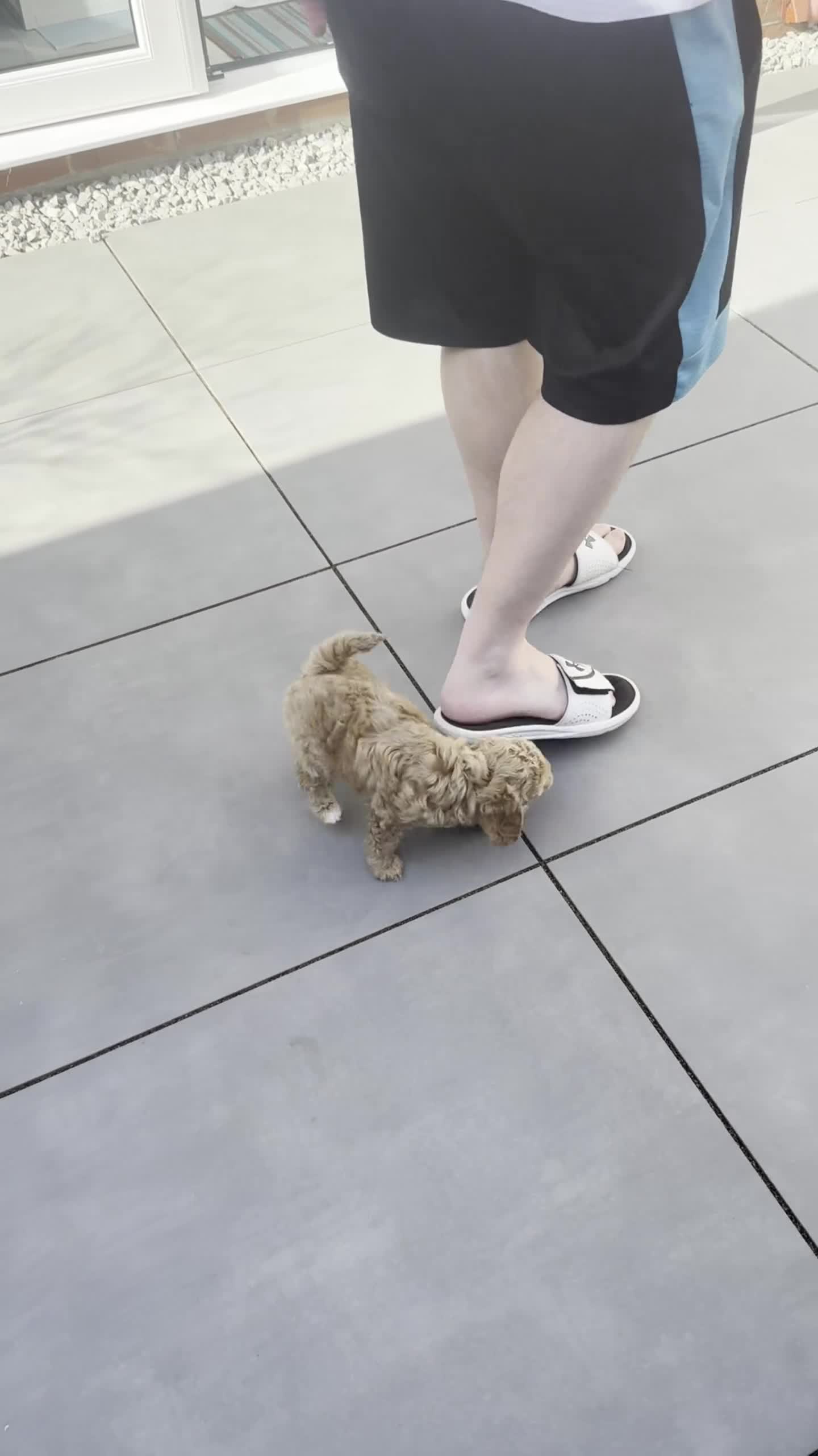 Cockapoo dogs for sale: Toy Cockapoo Puppies - Video 4